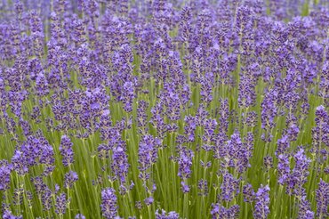 Plant of the Month: May