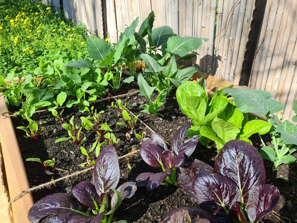 The pros and cons of no-dig gardening