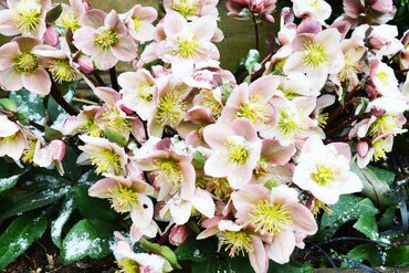 Plant of the Month: December