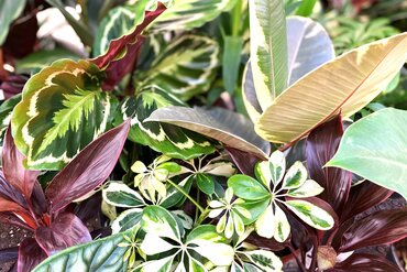 Plant of the Month: February