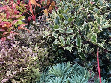 Plant of the Month: January