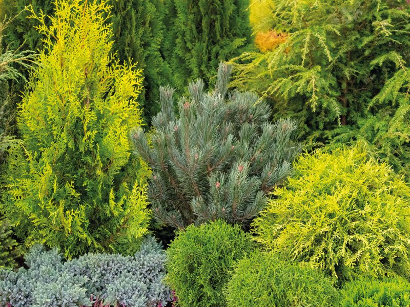 Plant Of The Month: October - Garsons