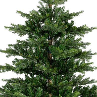 Grandis Fir 1.8m - image 2