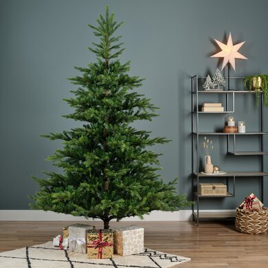 Grandis Fir 1.8m - image 3