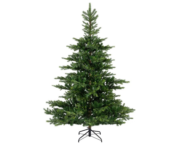 Grandis Fir 1.8m - image 1