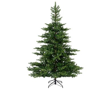 Grandis Fir 2.4m - image 1